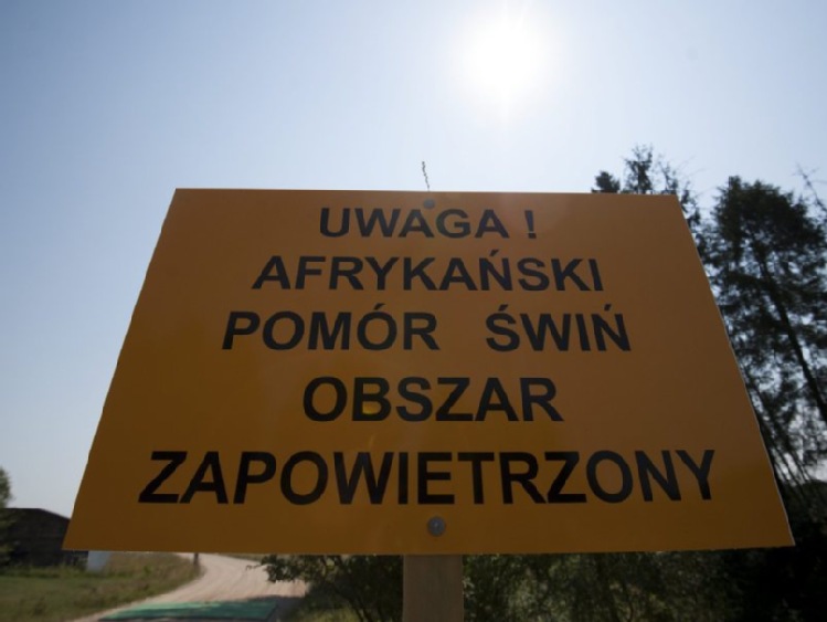 Szef GIW: ASF w gminie Wysokie Mazowickie - to nie przypadkowe zakażenie