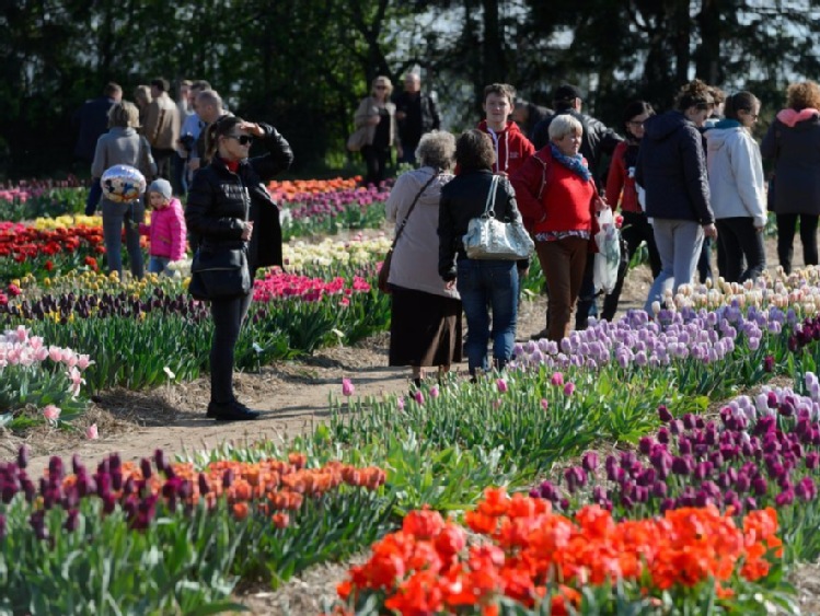 Wielkopolskie: 1 maja premiera nowego tulipana o nazwie "Bronisław Komorowski"