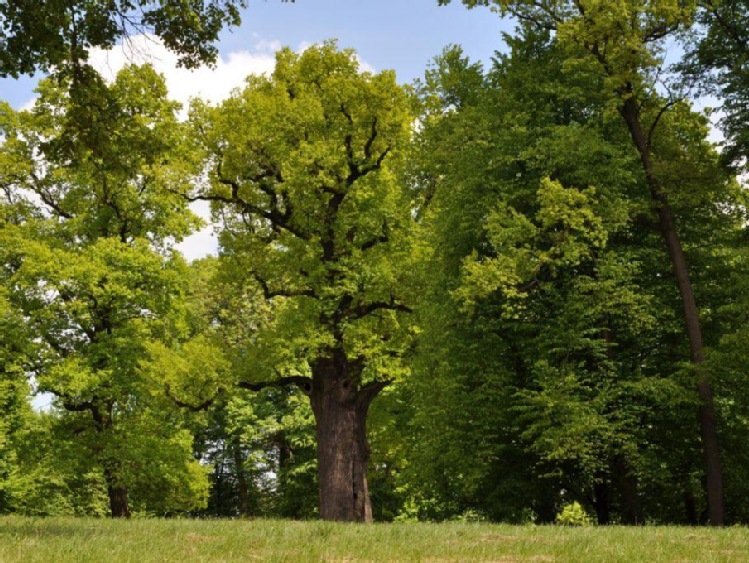 ZAGŁOSUJ NA DRZEWO ROKU 2017