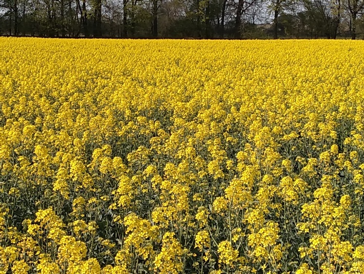 Spójrz na swoje pola z innej perspektywy i zobacz, jakie korzyści osiągniesz dzięki technologii CLAAS CROP VIEW