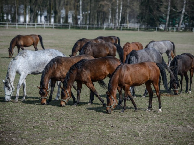 PO: jesteśmy świadkami wygaszania aukcji koni arabskich w Janowie Podlaskim