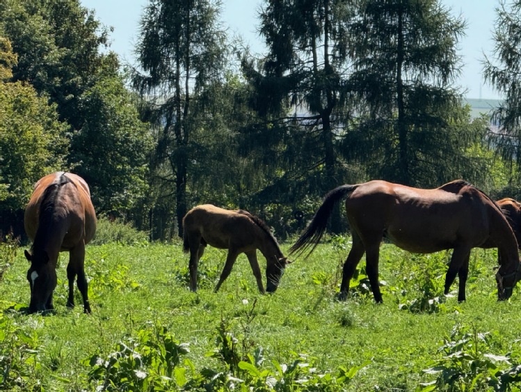 UWAGA! 7 października  to ważny dzień dla Dobrostanu Zwierząt