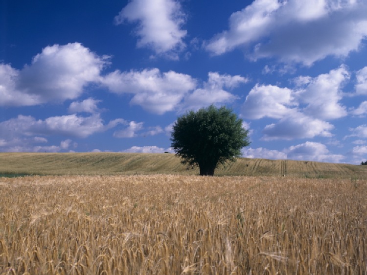 GUS: zbiory zbóż podstawowych w tym roku będą o ok. 14 proc. niższe niż w ub.r.