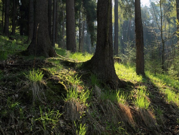 Ochrona klimatu - PE chce, by państwa UE rekompensowały wycinki lasów