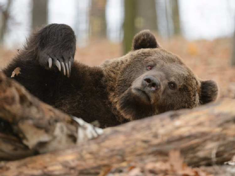 Bieszczady: owoce w międzyleśnych sadach przysmakiem dla niedźwiedzi