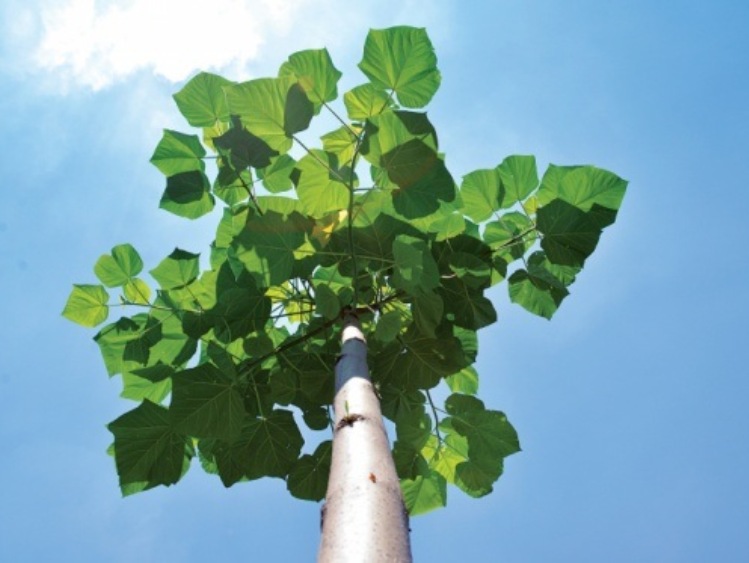 Drewno Oxytree przyszłością polskiego meblarstwa