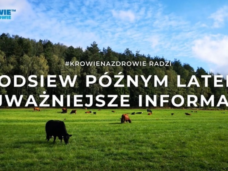 Podsiew użytków zielonych późnym latem