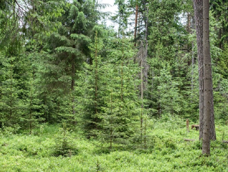 Komitet UNESCO wzywa do natychmiastowego zaprzestania wycinki drzew