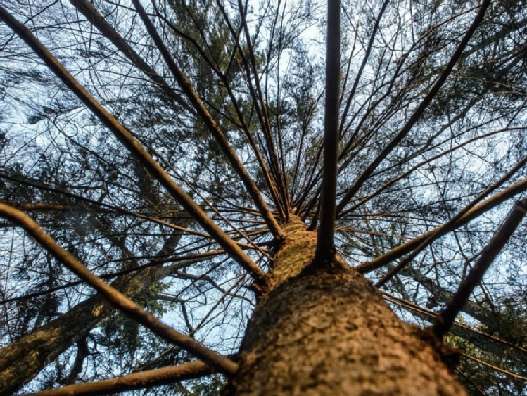 Podlaskie/ Radni PO w sejmiku chcą "okrągłego stołu" ws. Puszczy Białowieskiej