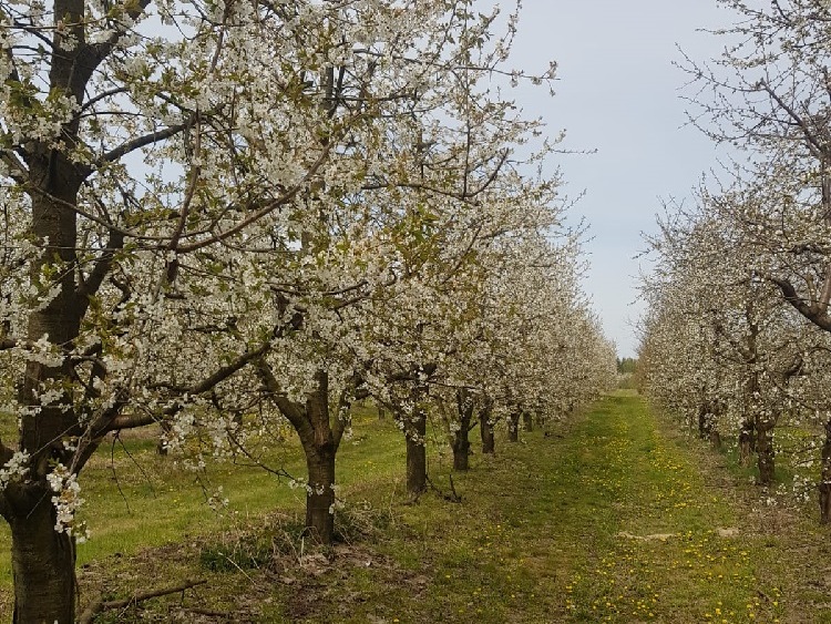 Wiosna to dla sadowników kluczowy okres