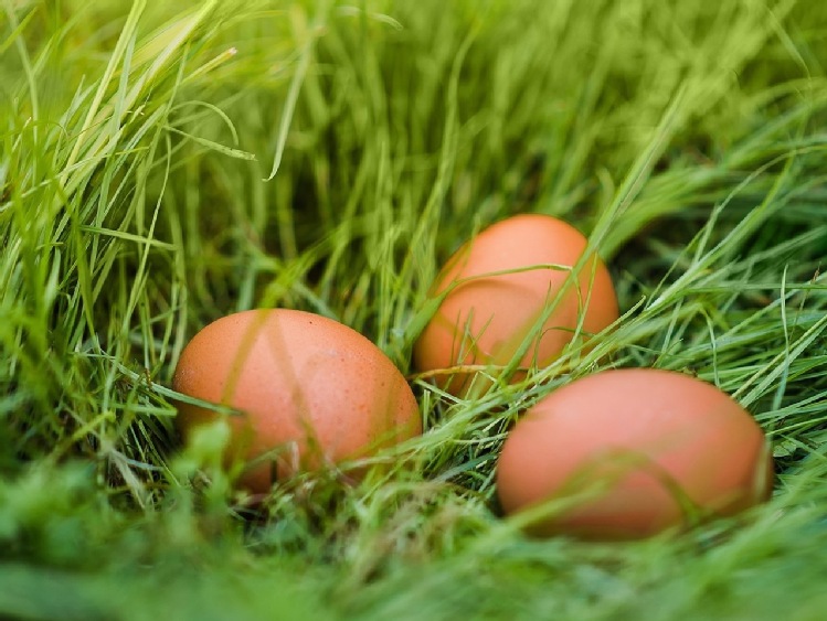 Zrównoważona produkcja żywności podnosi świadomość konsumentów