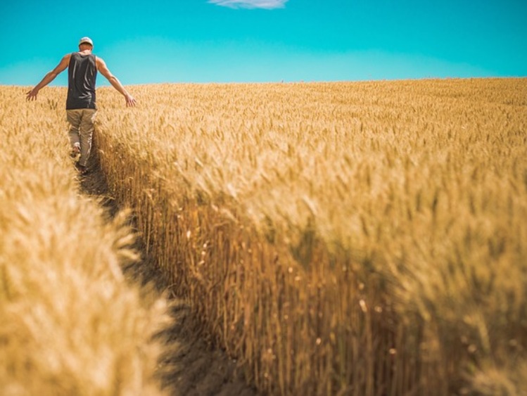 Jak kształtuje się produkcja zbóż w Polsce?