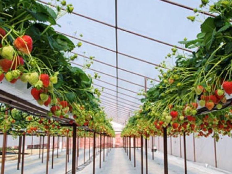 Sadzonki truskawek Frigo &ndash; jak dobrać klasę do celu uprawy