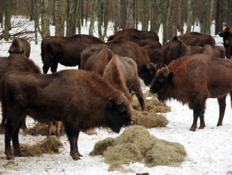 Bieszczady/ Żubry wędrują do miejsc zimowania