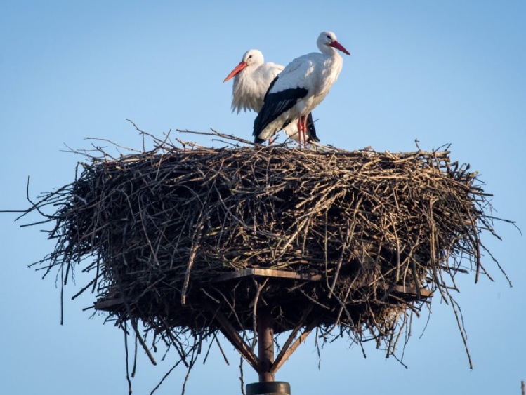 Śląskie/ Ruszyła letnia akcja znakowania bocianów; gniazd nie przybywa