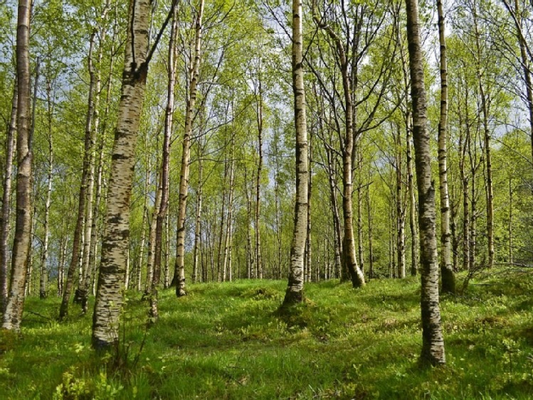 Nabór wniosków o wsparcie na zalesianie