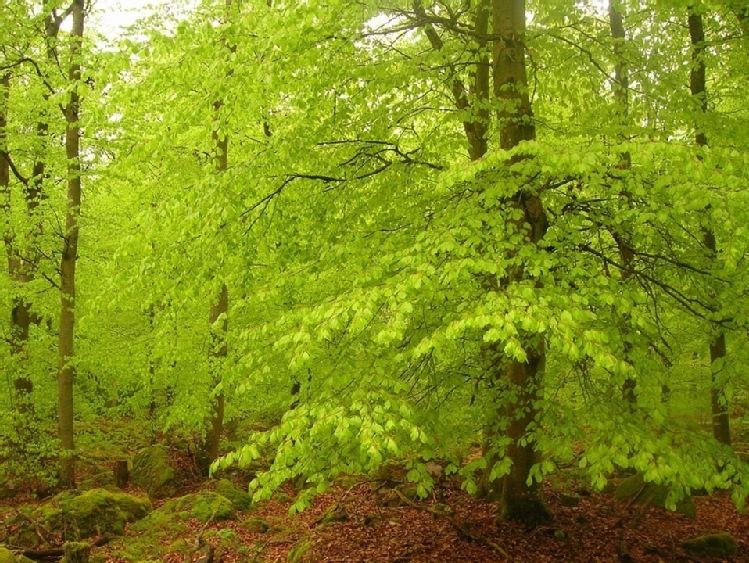 Europejski sektor leśny musi zostać objęty przyszłym unijnym planem naprawy po COVID-19 - wspólne pismo