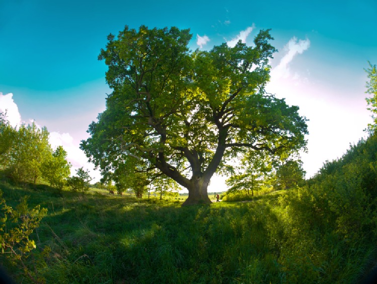 Drzewa z Klimatem – wśród pól