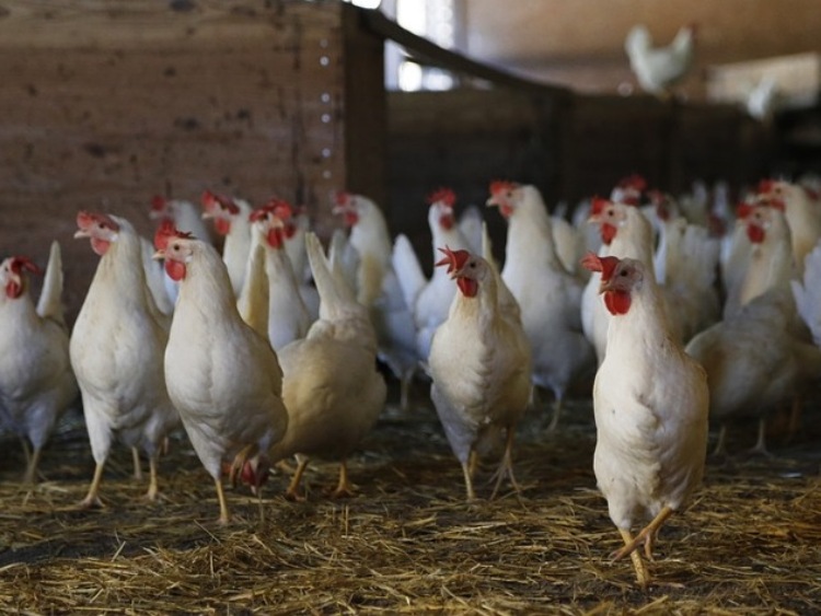 Komisja AGRI Parlamentu Europejskiego zagłosowała za zrównoważonym podejściem do dobrostanu zwierząt na terenie gospodarstw