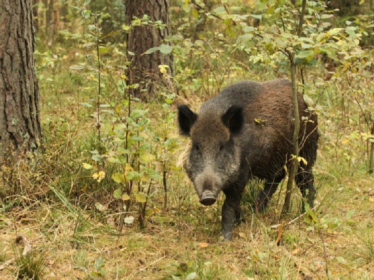 Czechy/ 29 dzików padło na afrykański pomór świń