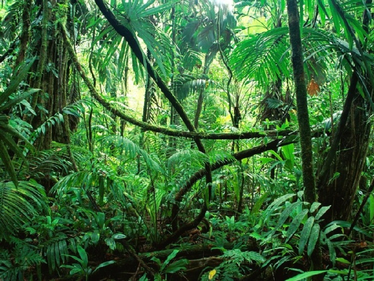W lesie tropikalnym w Kolumbii ma powstać polska stacja badawcza