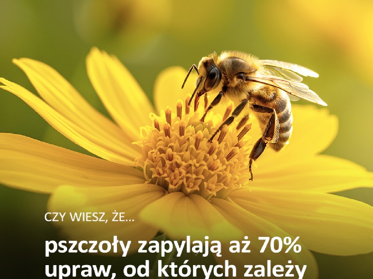 Ule w sortowni Poczty Polskiej