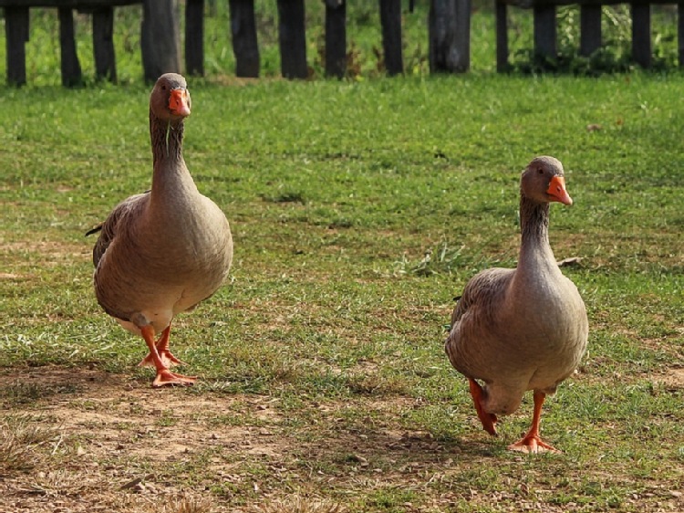 Wirus grypy ptaków w Niemczech