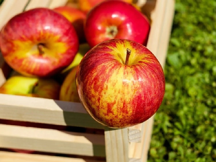 Webinarium o eksporcie jabłek do Wietnamu