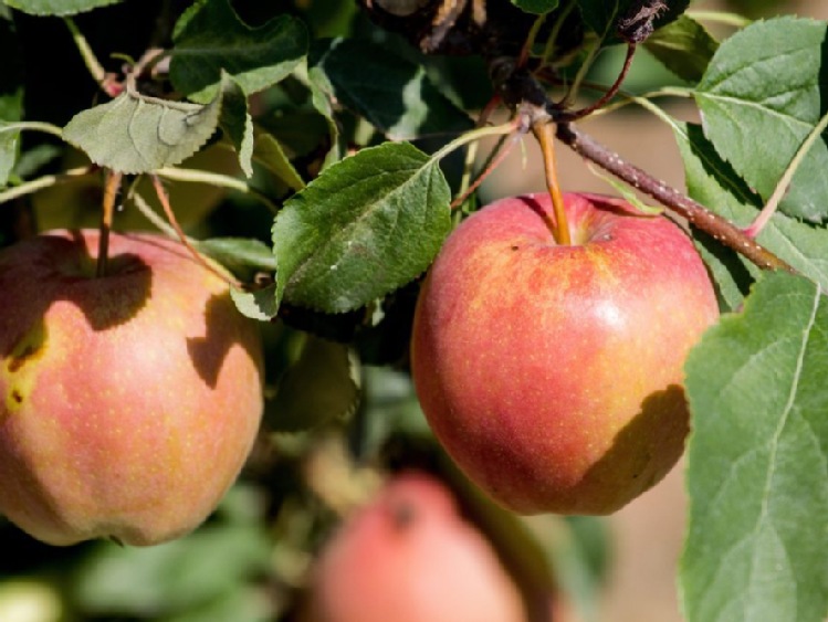 Niskie ceny skupu jabłek; sadownicy zapowiedzieli protest