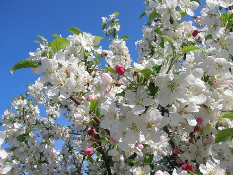 Golden Delicious najpopularniejszy na Ukrainie