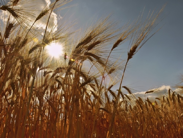 Ukraiński eksport zbóż nadal na minusie