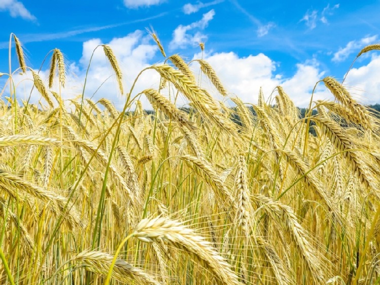 Zbiory zbóż w 2020 r. na rekordowym poziomie*