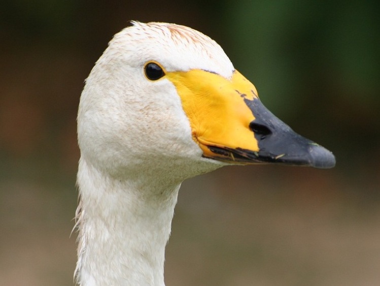 Węgry: grypa ptaków na fermie kaczek