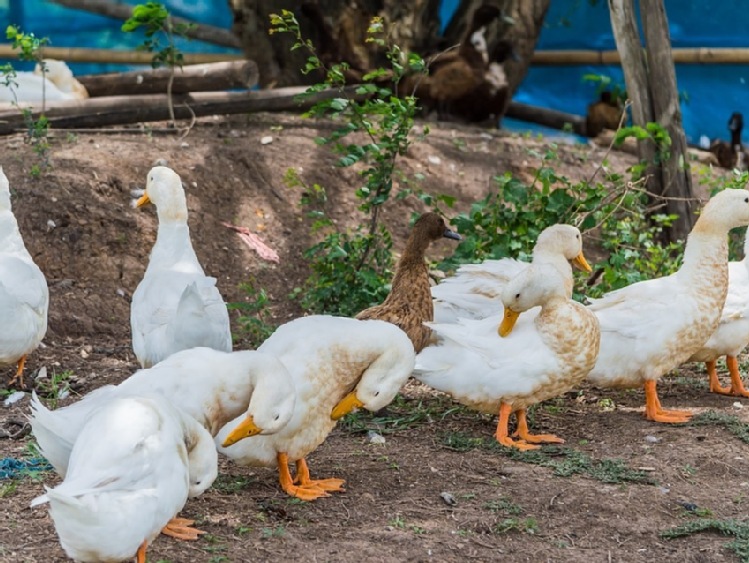 H5N8 na fermie kaczek w Bułgarii