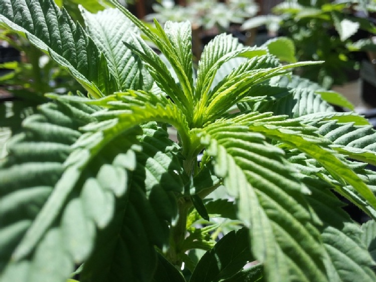 Konopie - rośliny, których  działanie terapeutyczne  warto poznać