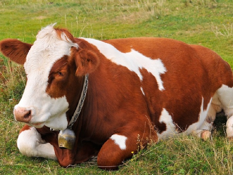 Bank Światowy: 5 mln USD na podniesienie efektywności farm mlecznych w Kirgistanie