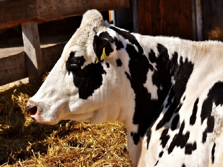 Ocena skutków strategii „Od Pola do Stołu” dla sektora mleczarskiego