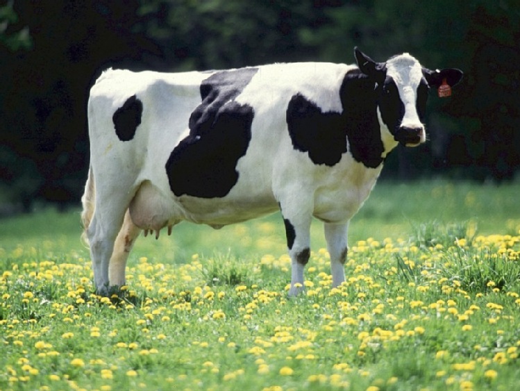 Od 16 września ARR przyjmuje wnioski od producentów mleka