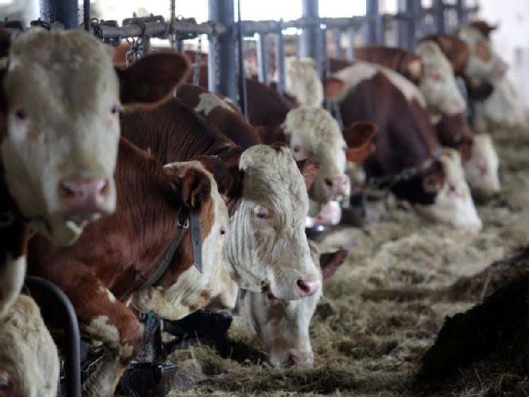 "Puls Biznesu": mleczarze uwolnią krowy od GMO