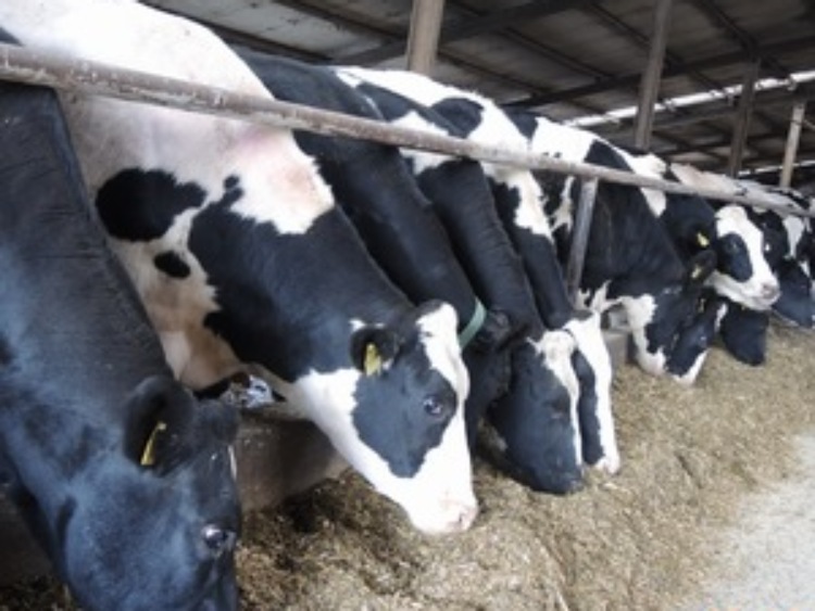 Zrównoważona produkcja i przetwórstwo mleka