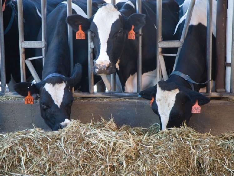 Rosja: Wzrost skupu mleka o 5%. Zmiany w czołówce producentów