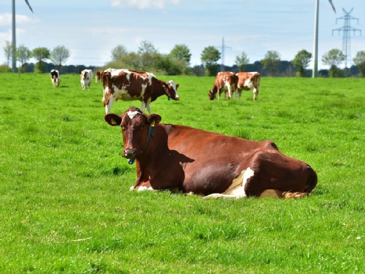 Produkcja mleka zwalnia u największych przetwórców w UE. Polska w czołówce zwiększających produkcję
