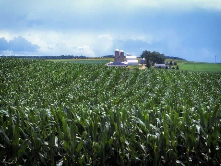 Przygotowanie pola do siewu kukurydzy