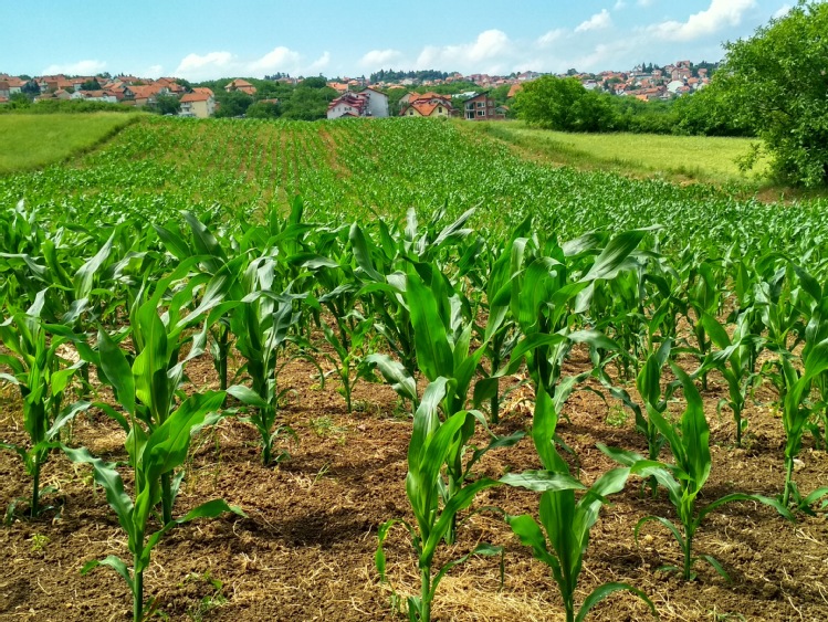 Powschodowe odchwaszczanie kukurydzy – działaj kompleksowo