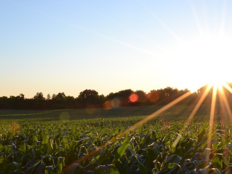 Kukurydza – nowy produkt na Giełdowym Rynku Rolnym