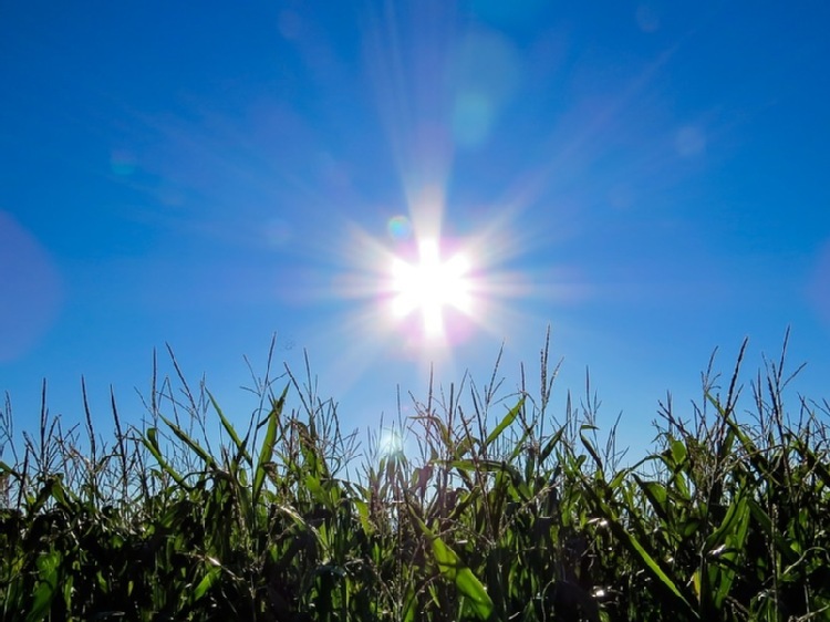 Przebieg warunków pogodowych podczas uprawy kukurydzy