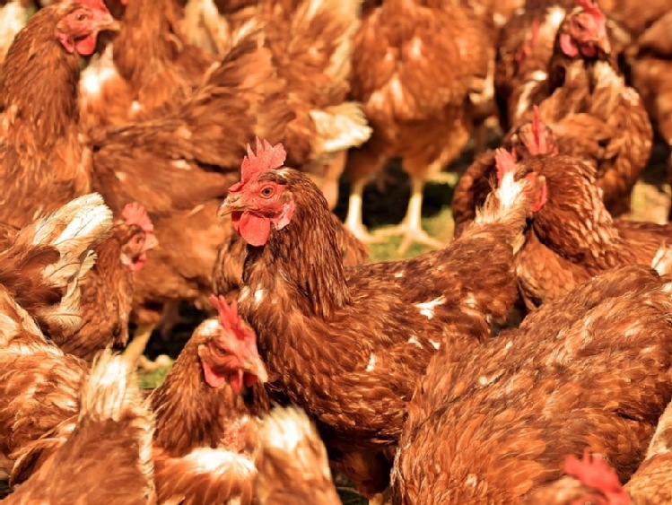 Informacje na temat wirusa grypy ptaków podtypu H5N8