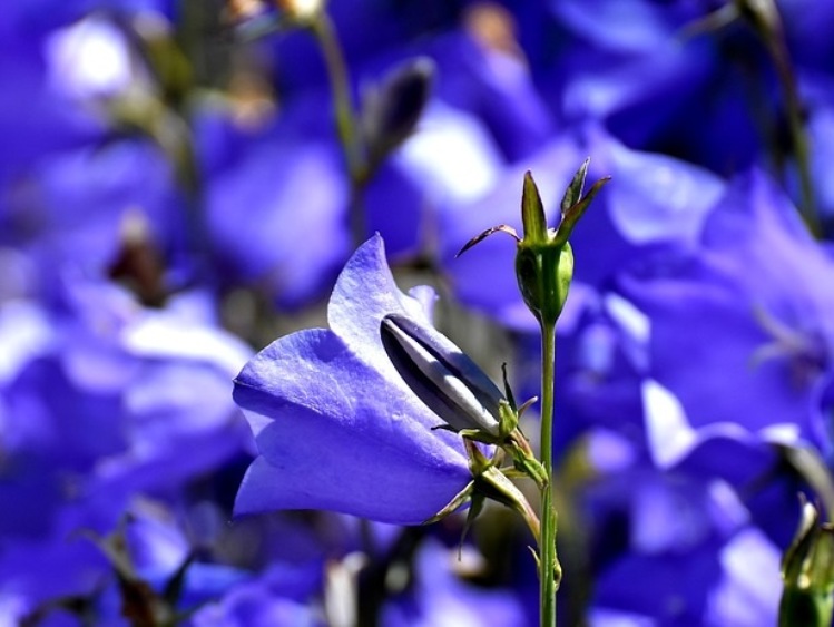 W Niegoszczy powstaje ogród botaniczny; czwarty na Pomorzu Zachodnim