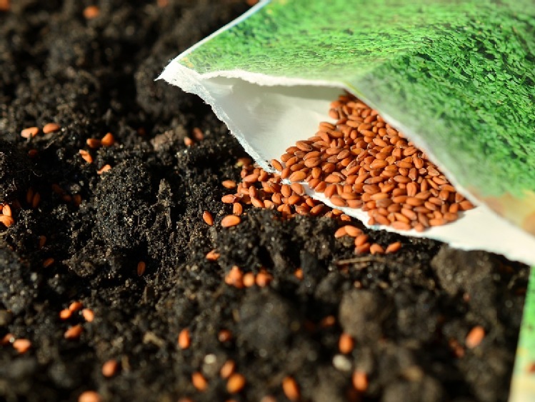 Zaprawa Madron 50 FS – teraz także do nasion roślin strączkowych