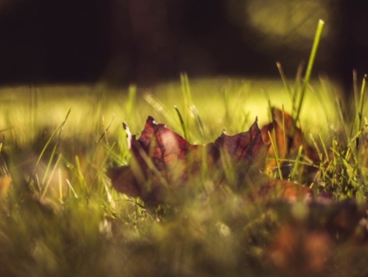 4 czynności, które należy wykonać w ogrodzie jesienią-sprawdź, czy już je zrobiłeś
